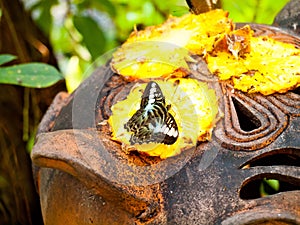 Butterfly feeding a sweet nectar of pineapple