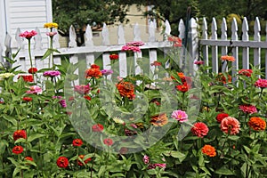 Butterfly Feeding on Zinnias, Red, Orange, Yellow, and Purple in full Bloom