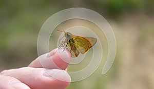 Butterfly on a female hand on a background of nature. Background.