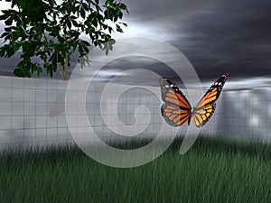 Butterfly in fenced-in yard