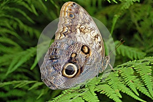 Butterfly On Fern