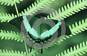 Butterfly on a fern