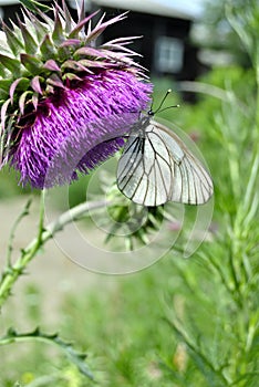 Field prickly flower