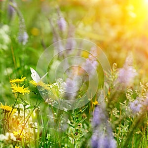 Butterfly on field flowers and sun