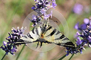 Butterfly, field, lavander, vegetation, insect, medow photo