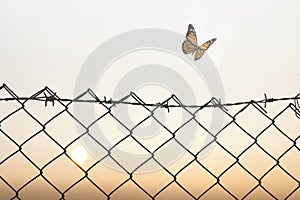 Butterfly finds freedom towards nature by overcoming a wire mesh