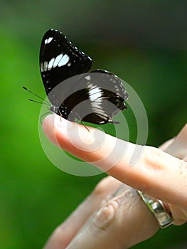 Butterfly on a finger