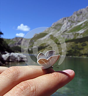 Butterfly at the finger