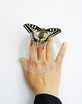 Butterfly on finger