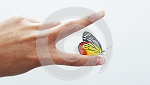 Butterfly on finger