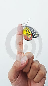 Butterfly on finger
