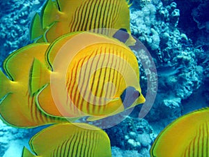 Butterfly fish