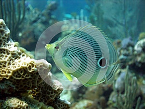 Butterfly Fish