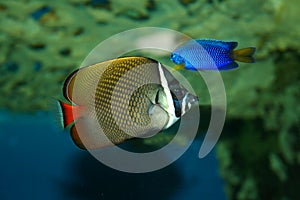 Butterfly-fish