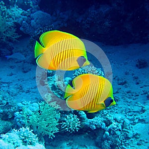 Butterfly fish