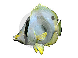 Butterfly fish