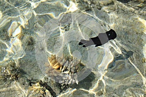 Butterfly fish