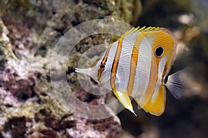 Butterfly Fish