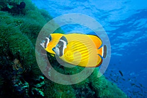 Butterfly fish