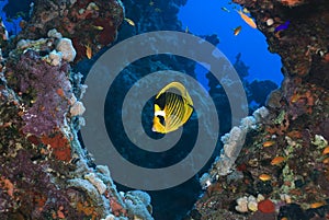 Butterfly fish