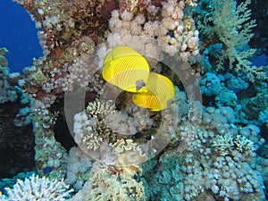 Butterfly Fish