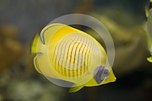 Butterfly-fish