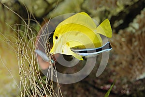 Butterfly fish