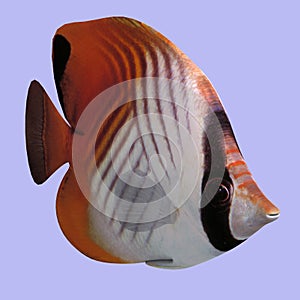 Butterfly Fish