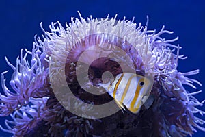 Butterfly fish and anemone