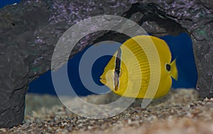 Butterfly Fish with black stripes -  Yellow