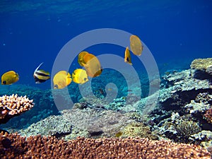 Butterfly fish Chaetodontidae. Masked butterfly fish. photo