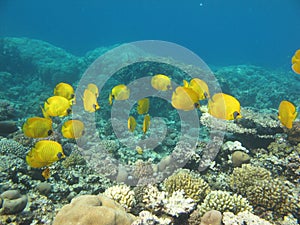 Butterfly fish Chaetodontidae. Masked butterfly fish. photo