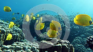 Butterfly fish. Chaetodontidae. Masked Butterfly Fish . photo
