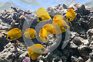 Butterfly Fish on the coral reef