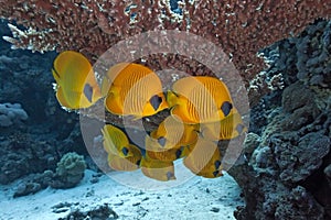 Butterfly Fish on the coral reef