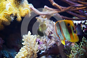 Butterfly fish in coral reef