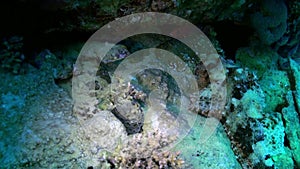 Butterfly fish on coral reef in search of food.