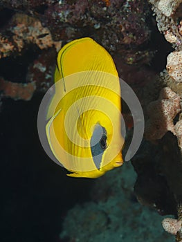 Butterfly fish among the corals.