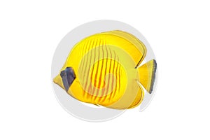 Butterfly fish isolated