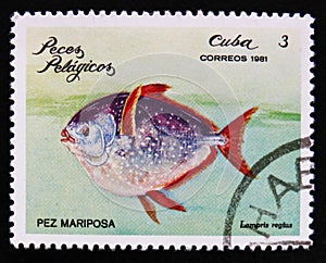 Butterfly fish Lampris regius the series Pelagic Fish, circa 1981