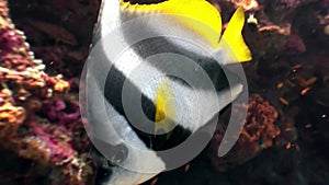 Butterfly fish macro video closeup underwater on seabed in Maldives.