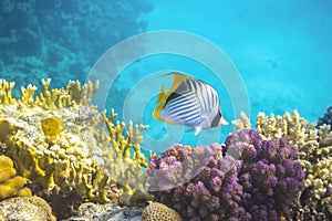 Butterfly Fish near Coral Reef in the Ocean over Colorful Coral Reef. Threadfin Butterflyfish with Black, Yellow and White Stripes