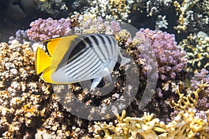 Butterfly Fish near coral reef in the ocean. Threadfin Butterflyfish with black, yellow and white stripes. Colorful tropical fish