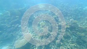 Butterfly fish on the Red Sea reef