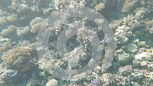 Butterfly fish on the Red Sea reef