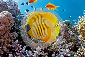 Butterfly fish on the reef