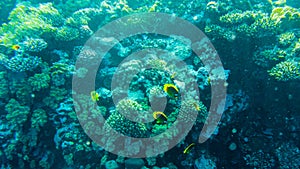 butterfly fish swim among the reefs in the red sea