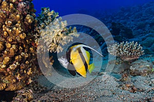 Butterfly fish swims among the corals. Underwater Photo.
