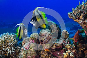 Butterfly fish swims among the corals. Underwater Photo.