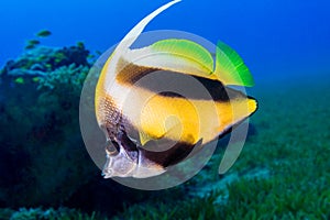 Butterfly fish swims among the corals. Underwater Photo.